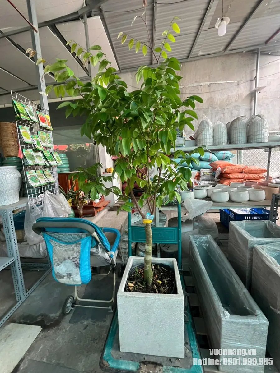 Cây Khế