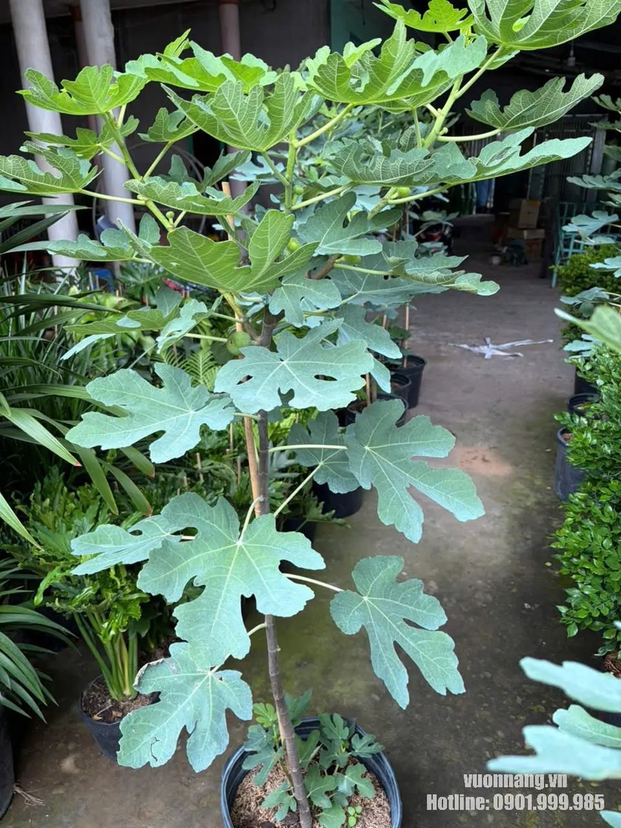 Cây Sung Mỹ 2