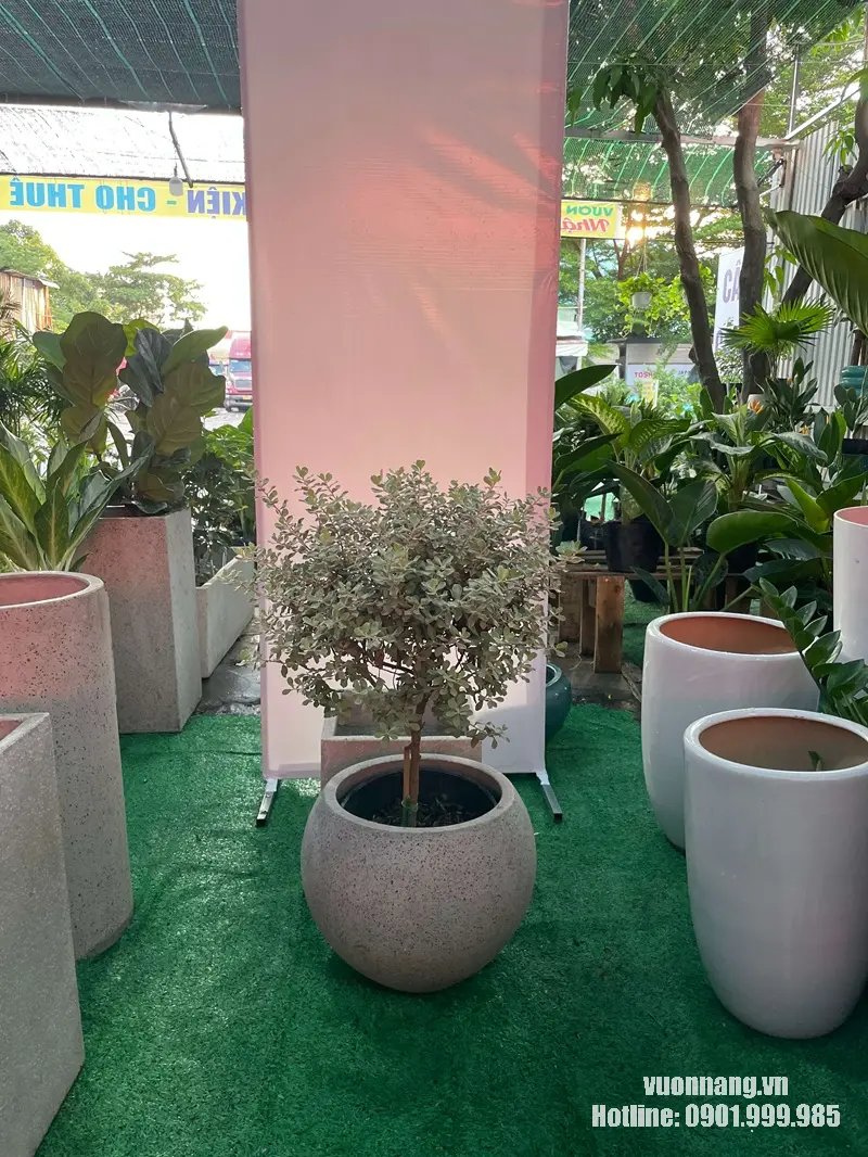 Cây Tuyết Sơn Phi Hồ (Tuyết Sơn Phi Hồng) 2