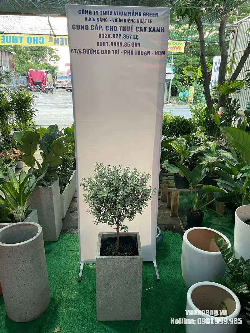 Cây Tuyết Sơn Phi Hồ (Tuyết Sơn Phi Hồng)