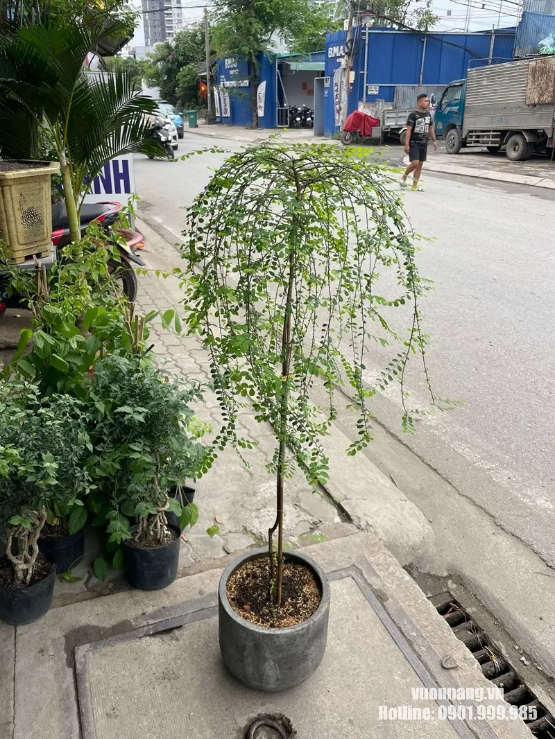Cây Sơn Liễu