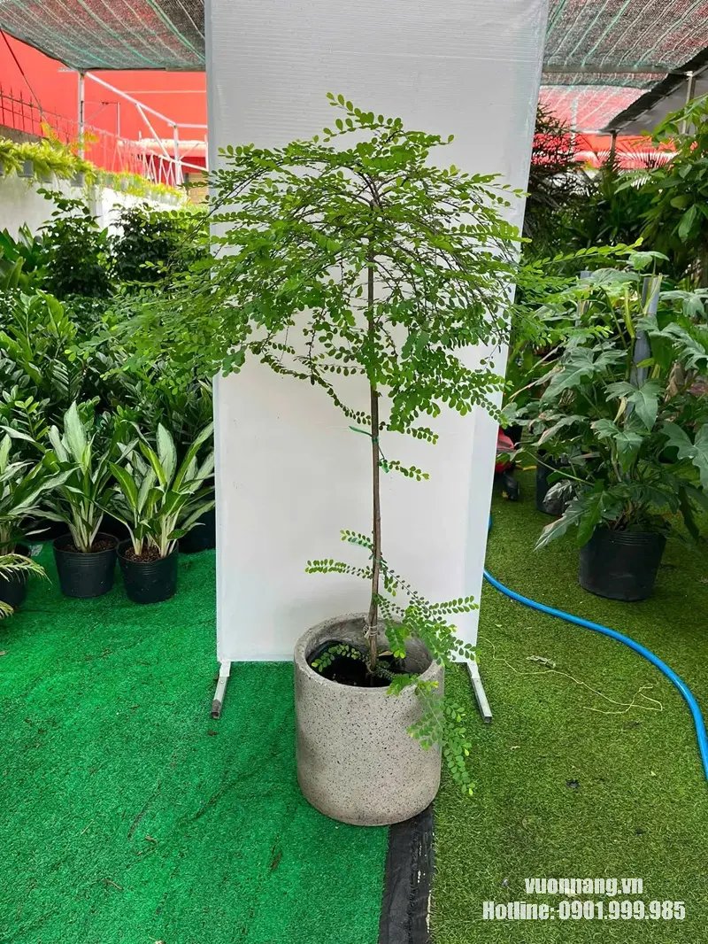 Cây Sơn Liễu 2