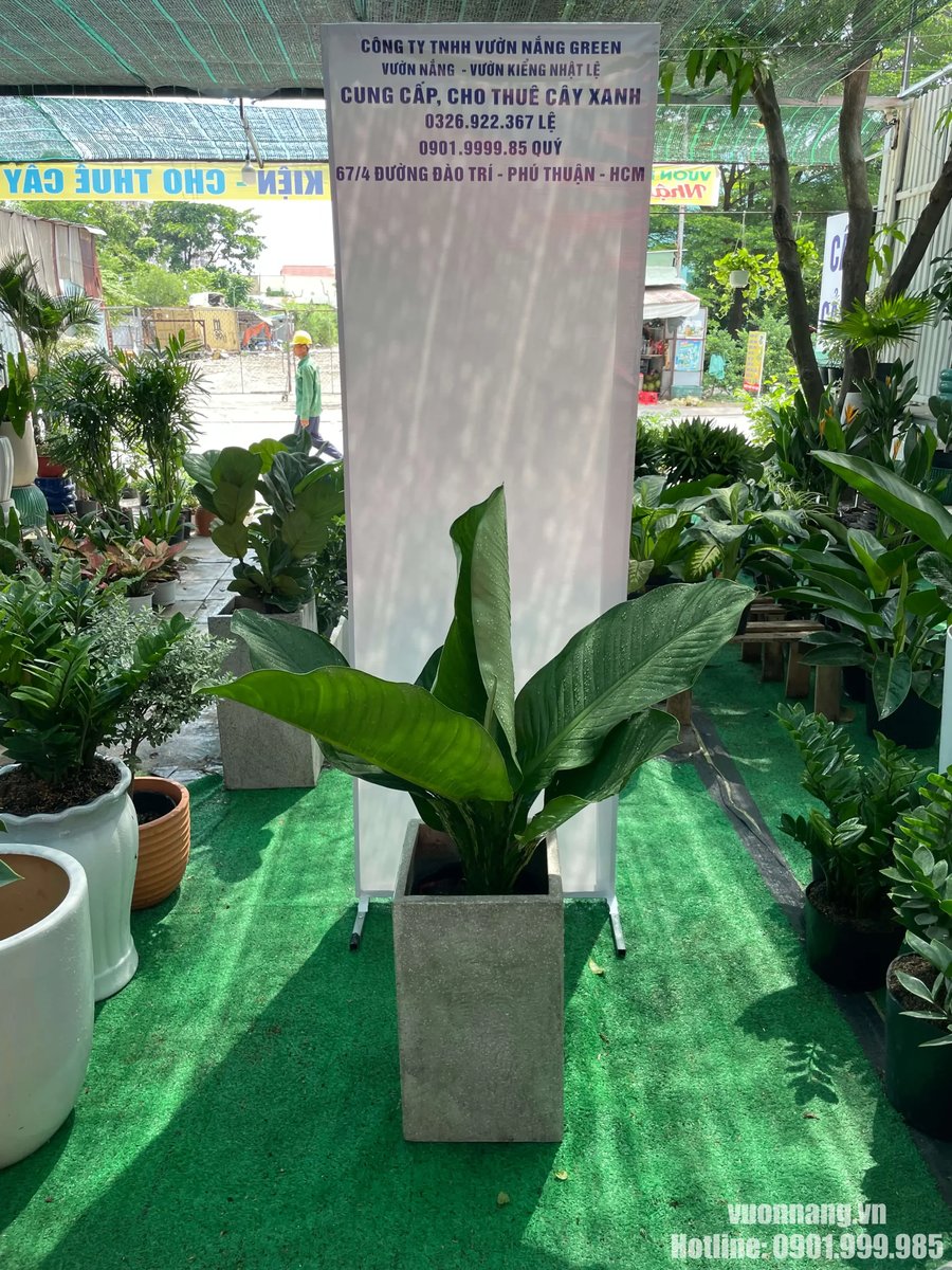Cây Đại Phú Gia 2