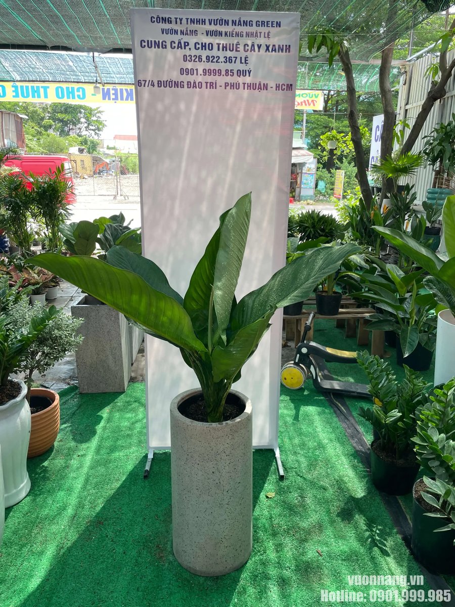 Cây Đại Phú Gia