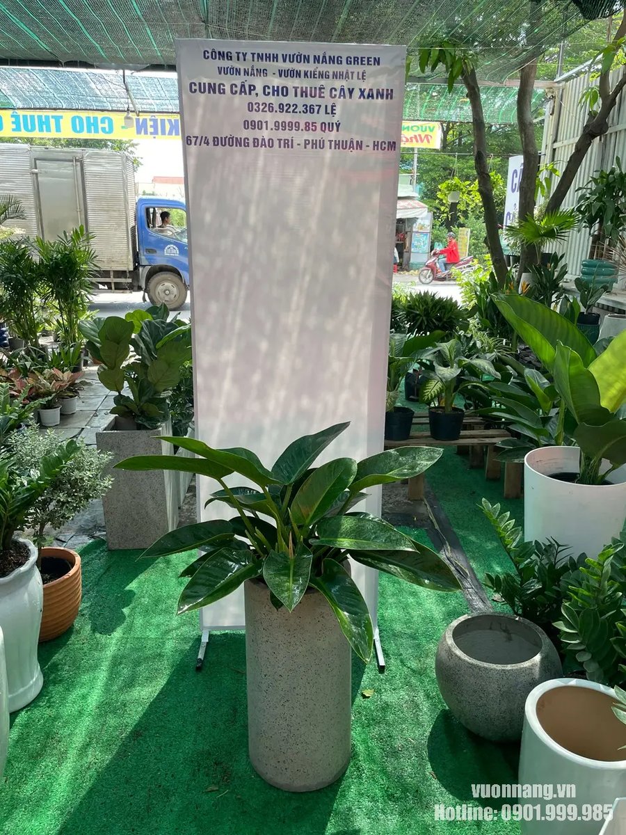 Cây Trầu Bà Đế Vương Xanh