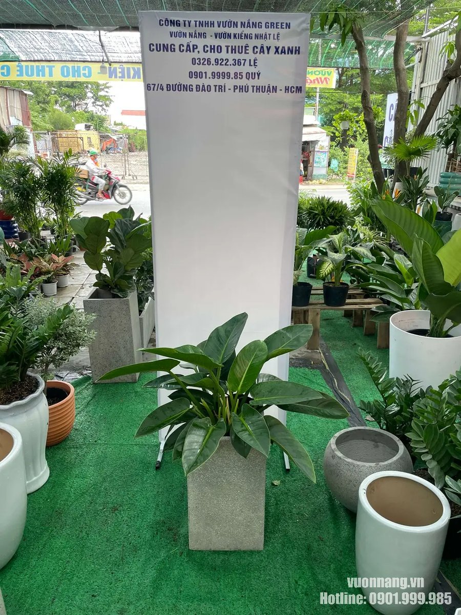 Cây Trầu Bà Đế Vương Xanh 2