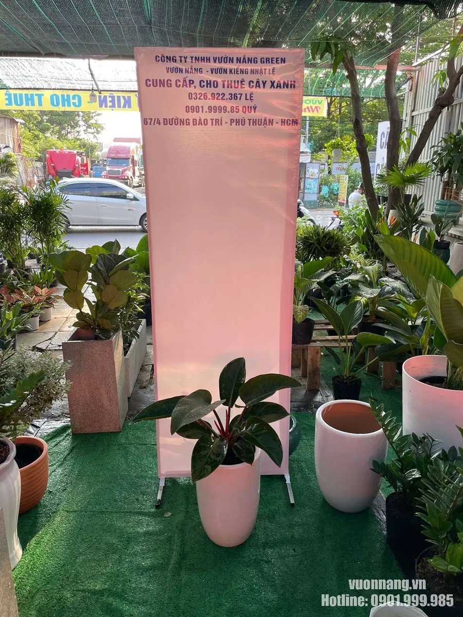 Cây Trầu Bà Đế Vương Nâu