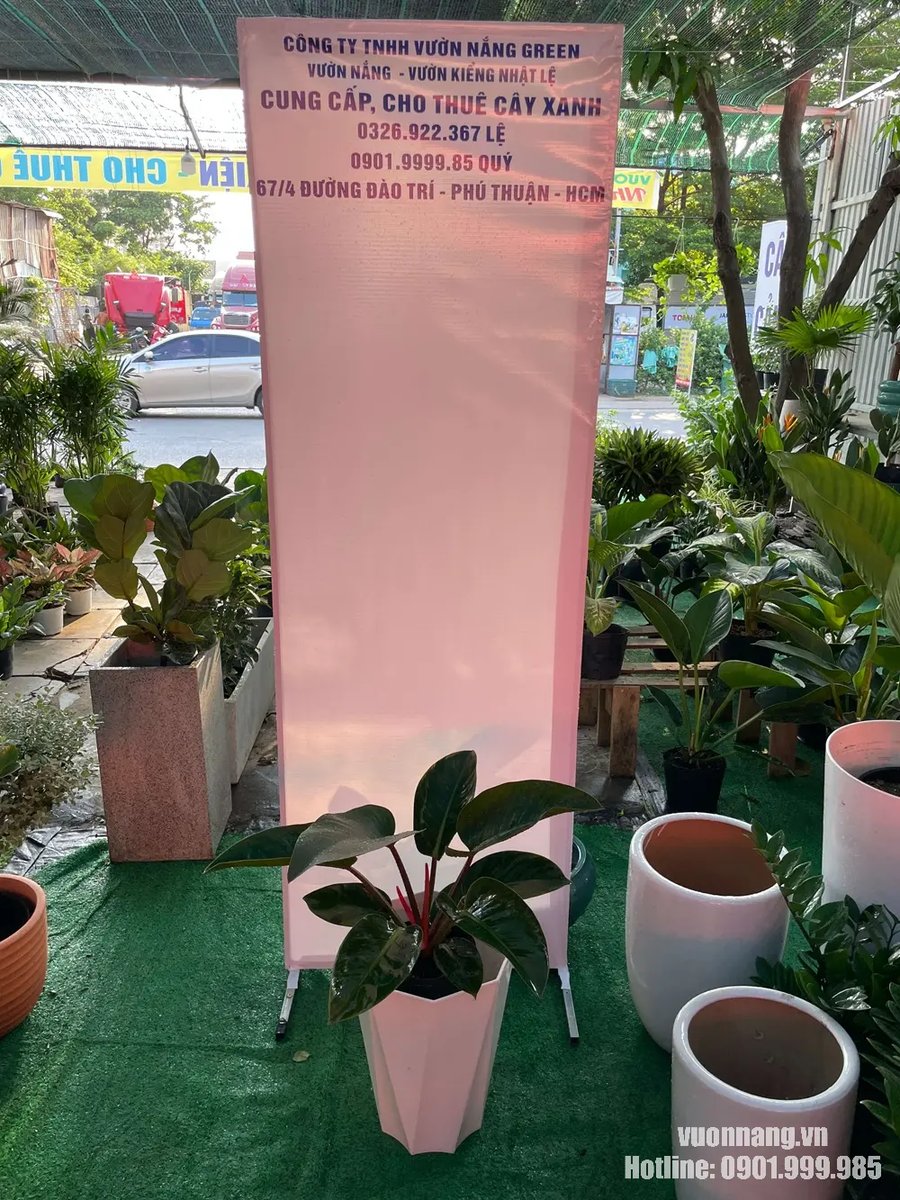 Cây Trầu Bà Đế Vương Nâu 2