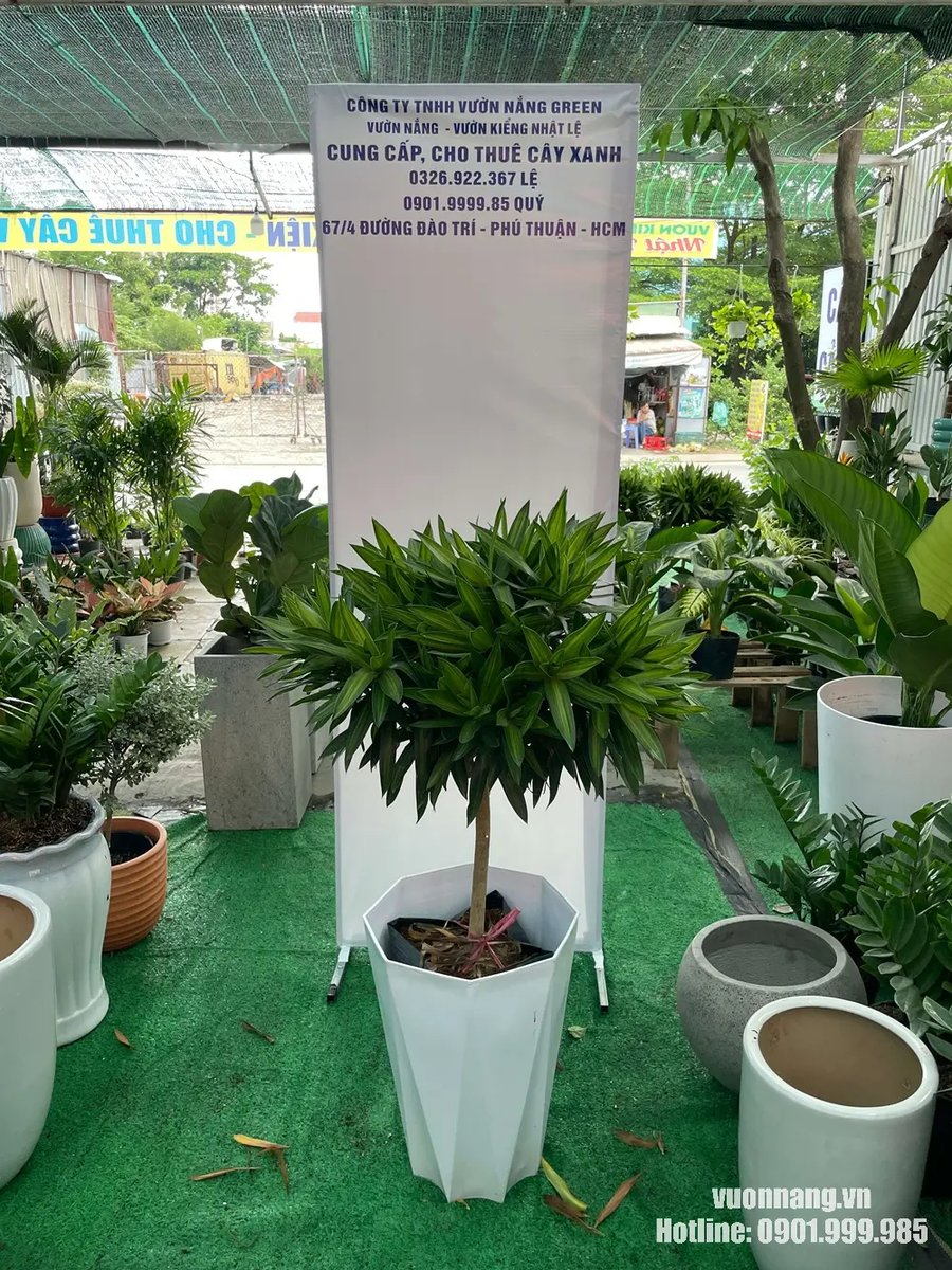 Cây Trúc Bách Hợp