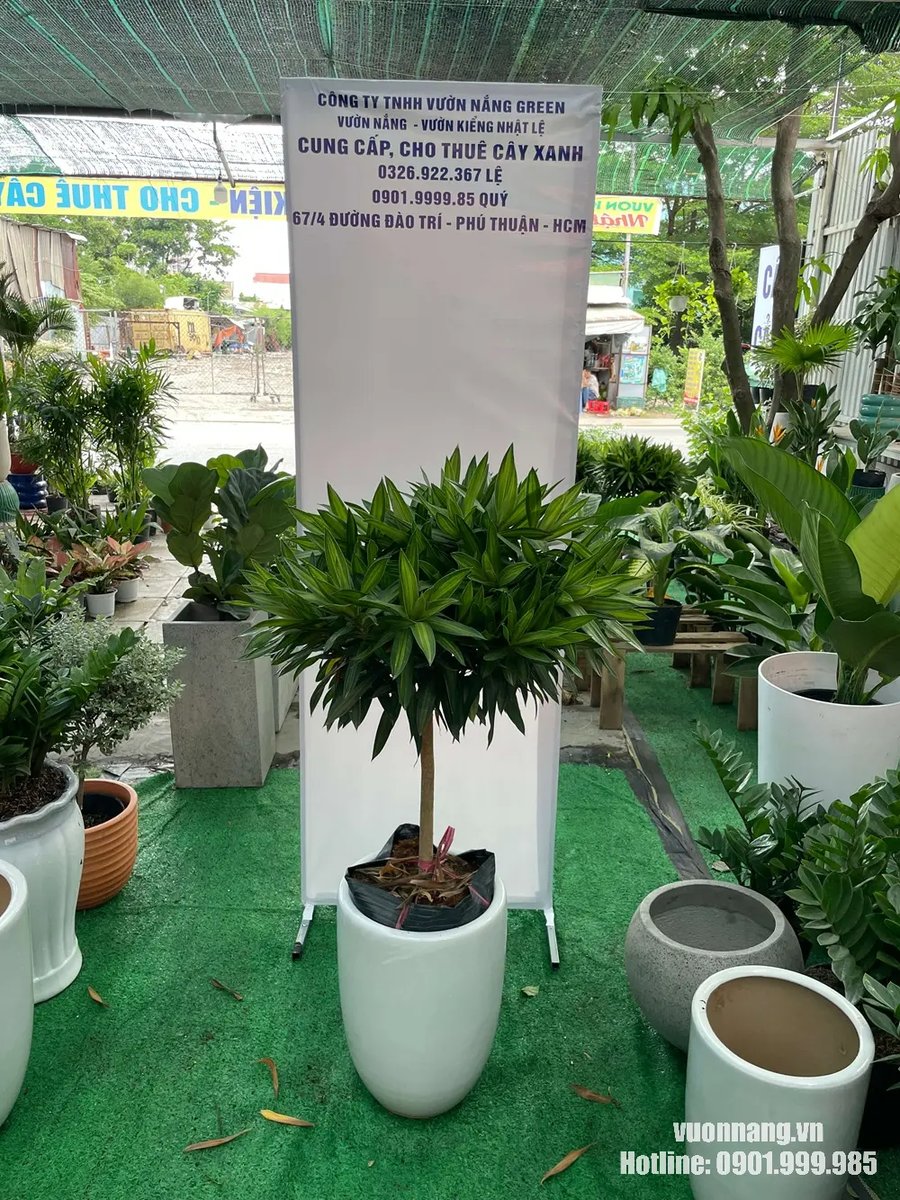 Cây Trúc Bách Hợp 2