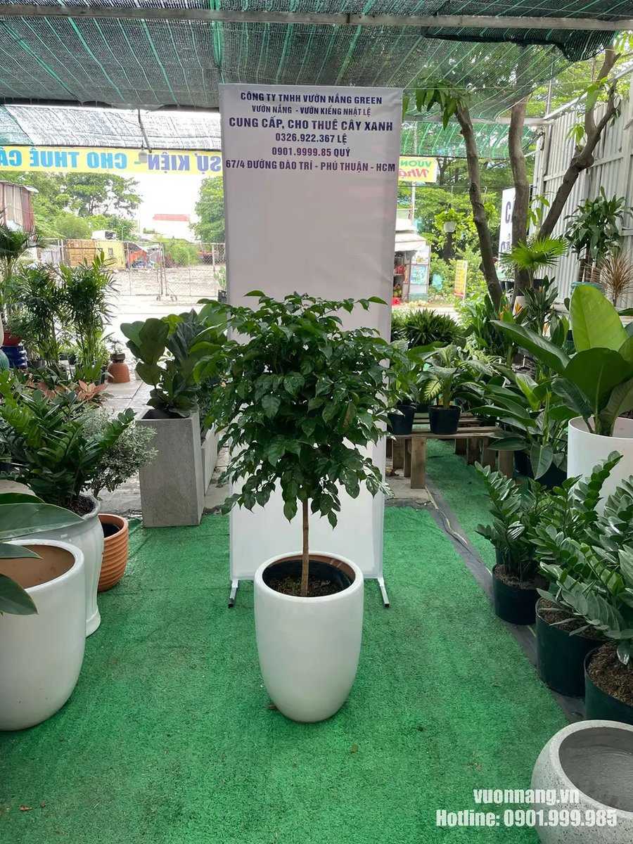 Cây Hạnh Phúc