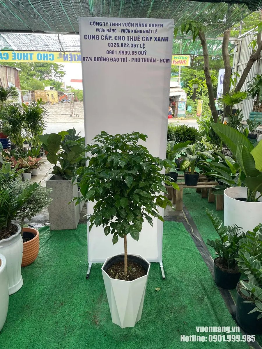 Cây Hạnh Phúc 2