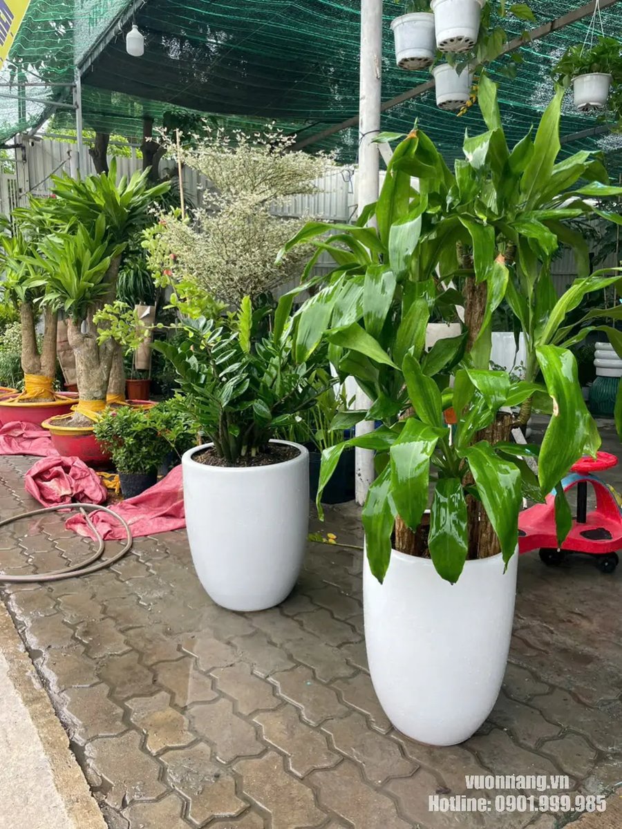 Cây Thiết Mộc Lan 2
