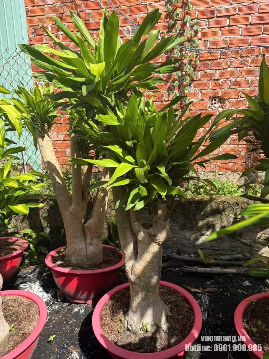 Cây Thiết Mộc Lan