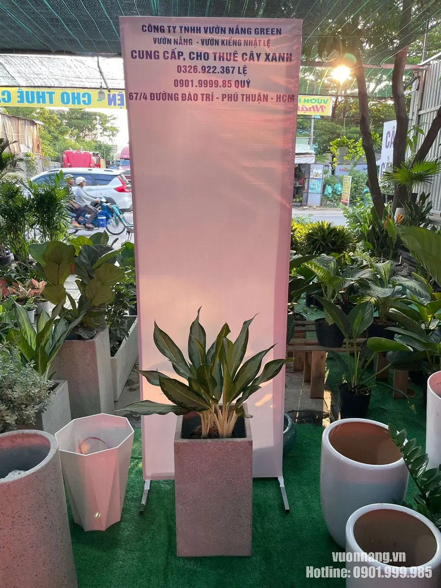 Cây Giữ Tiền 2