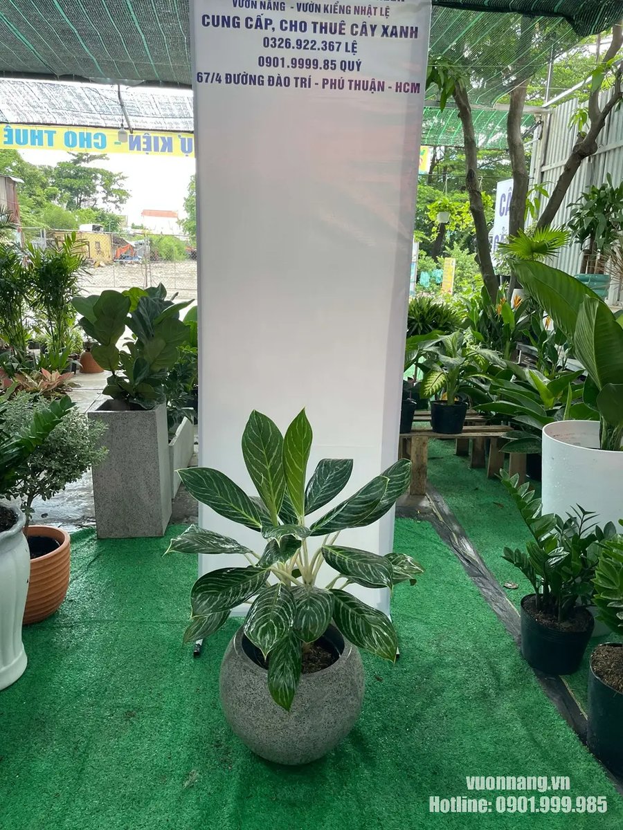 Cây Bạch Mã Hoàng Tử 2
