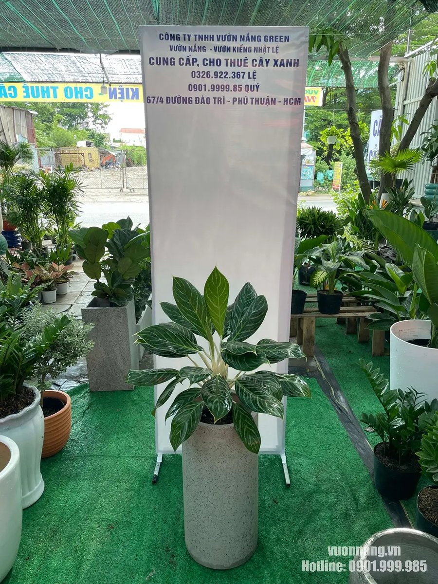 Cây Bạch Mã Hoàng Tử