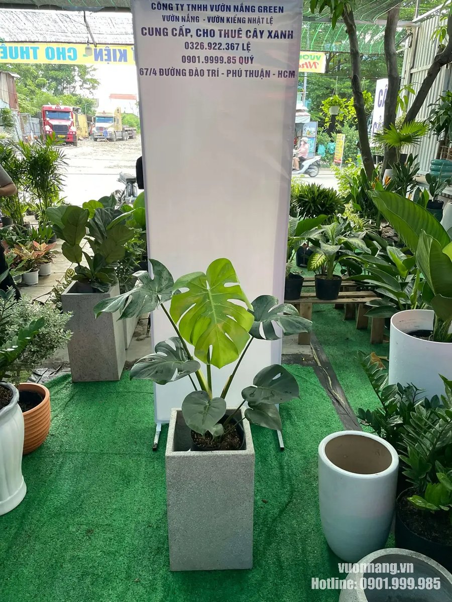 Cây Monstera Trầu Bà Lá Xẻ