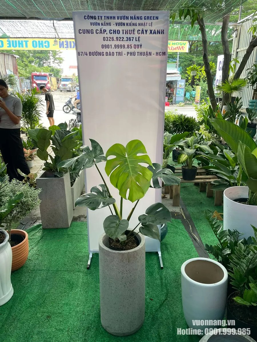 Cây Monstera Trầu Bà Lá Xẻ 2