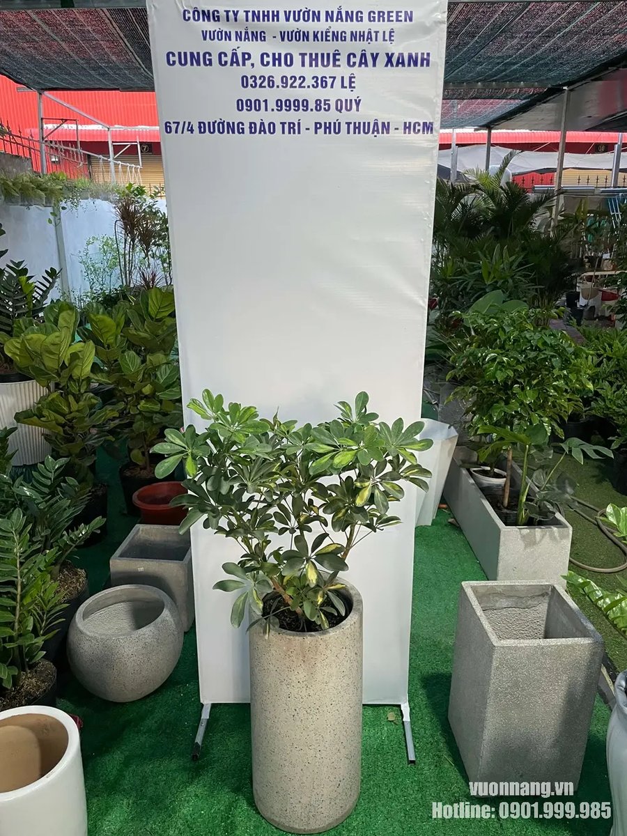Cây Ngũ Gia Bì