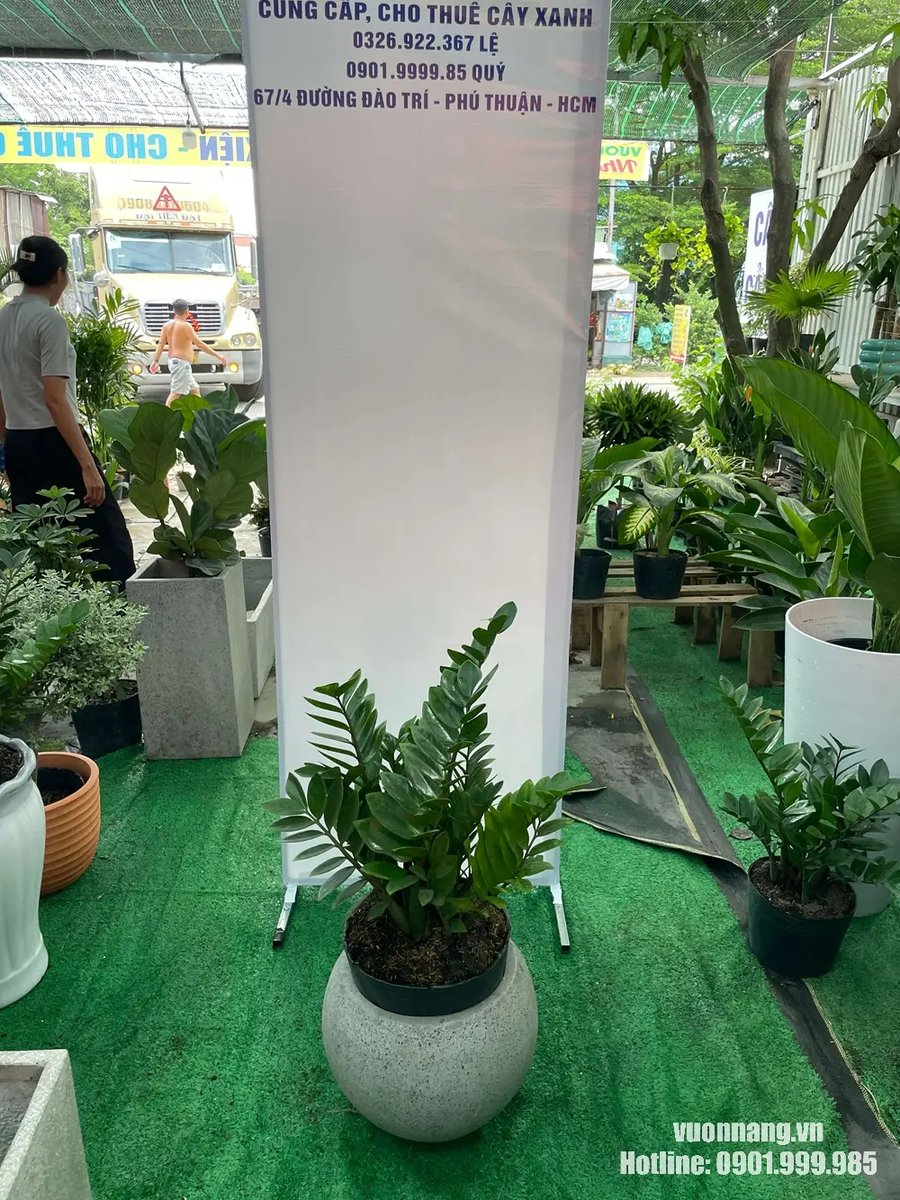 Cây Kim Tiền 2