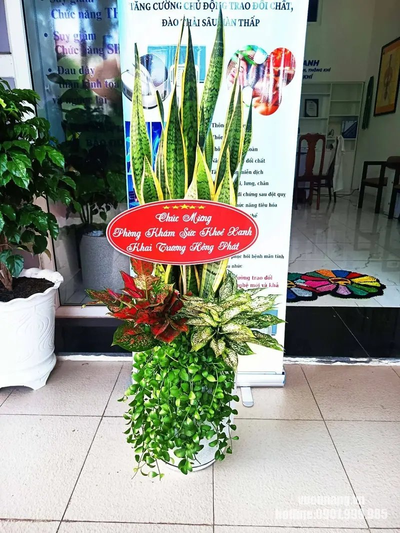 Cây Lưỡi Hổ 2