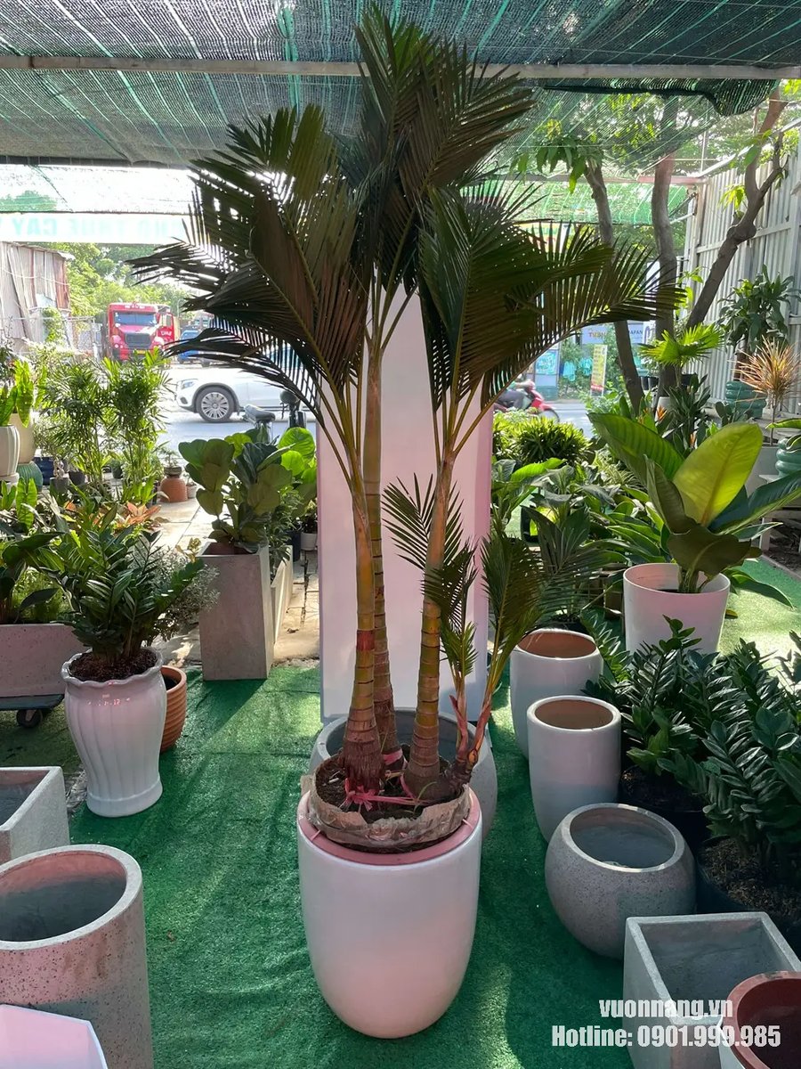 Cây Cau Vàng Đài Loan 2