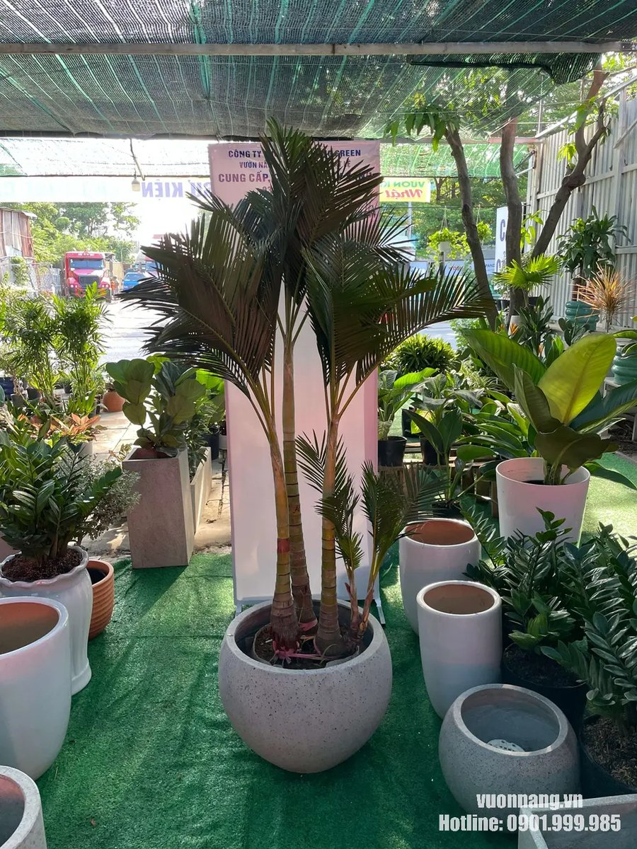 Cây Cau Vàng Đài Loan