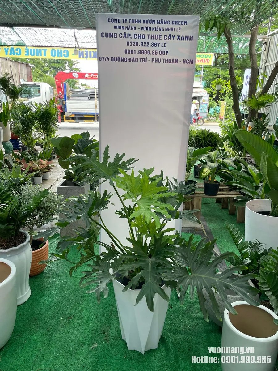 Cây Trầu Bà Thanh Xuân 2