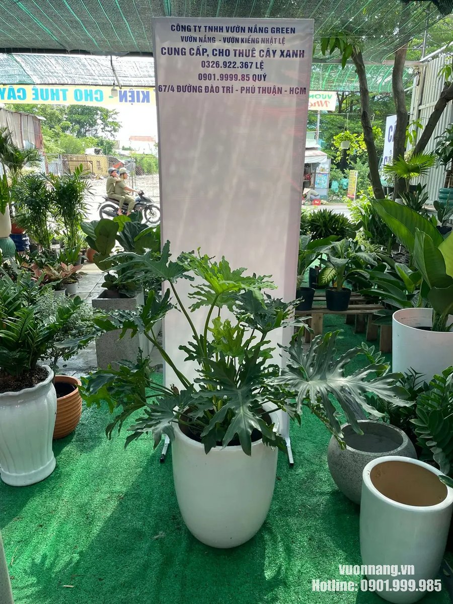 Cây Trầu Bà Thanh Xuân