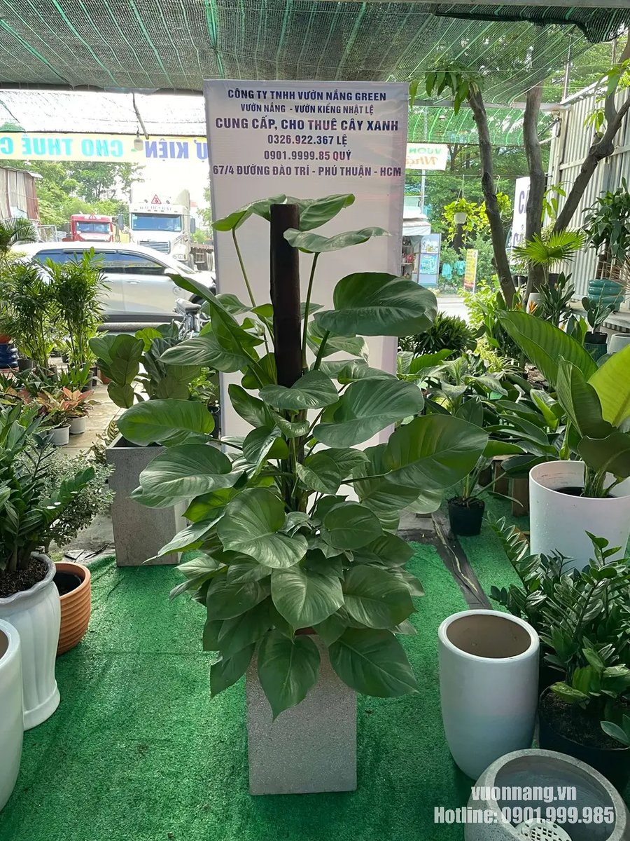Cây Trầu Bà Cột 2