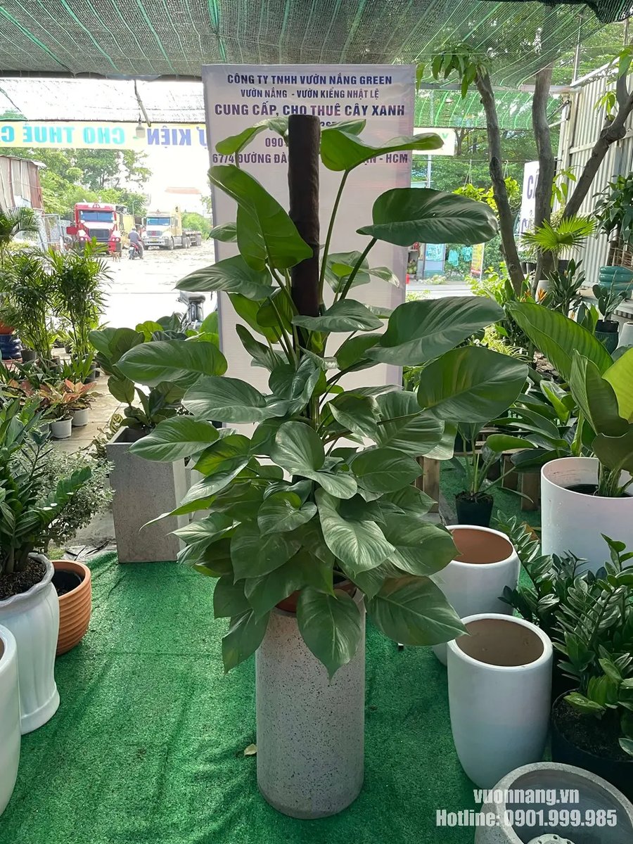 Cây Trầu Bà Cột