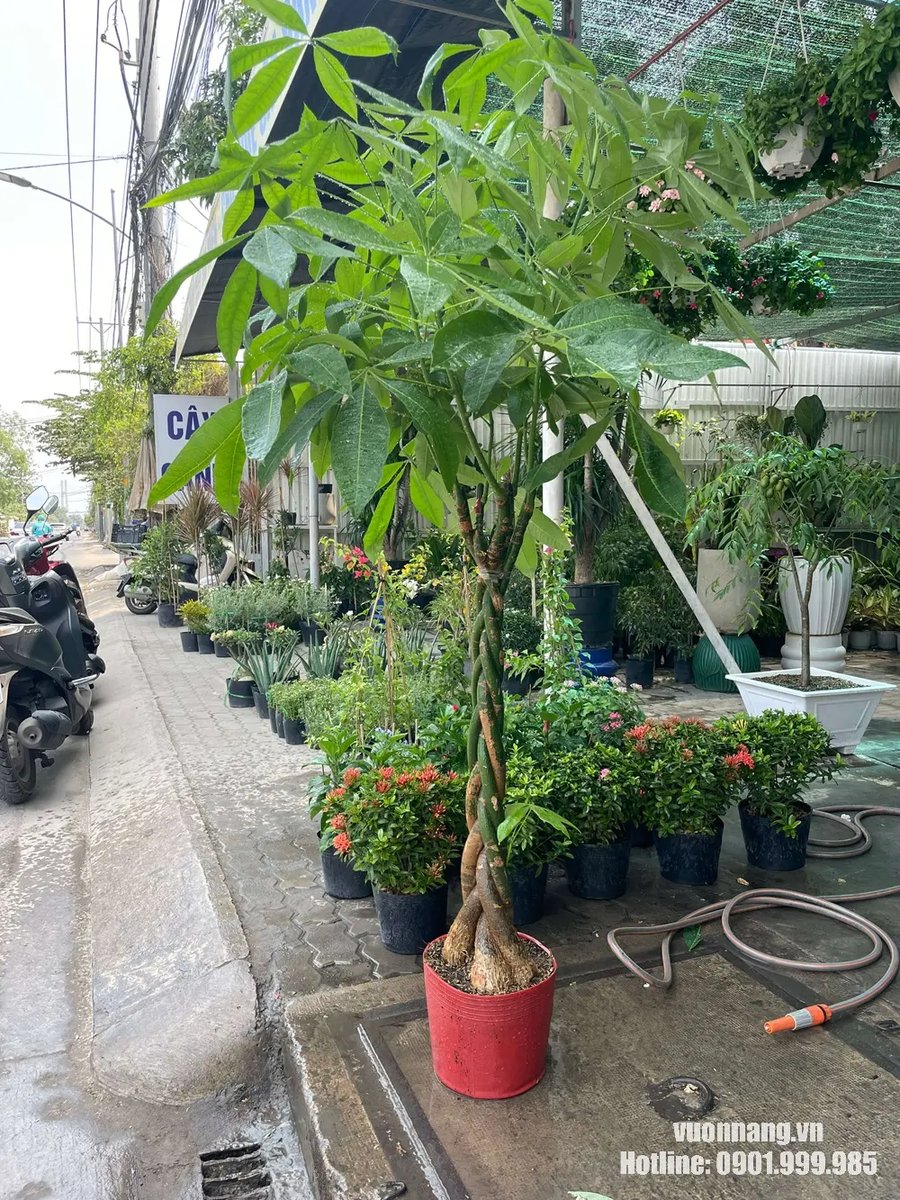 Cây Kim Ngân Bính 2
