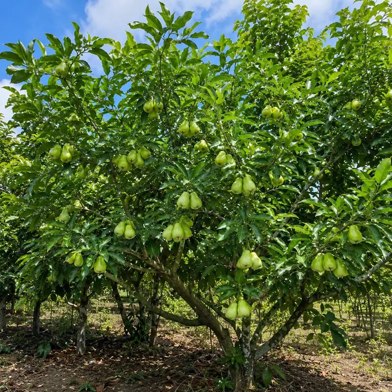 Cây Mận Đường Xanh 2