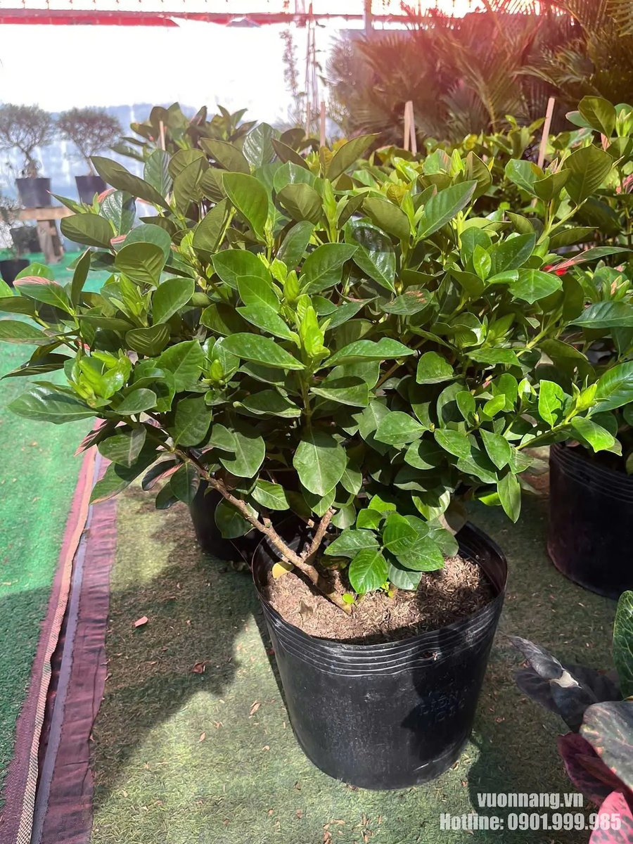 Cây Bạch Thiên Hương