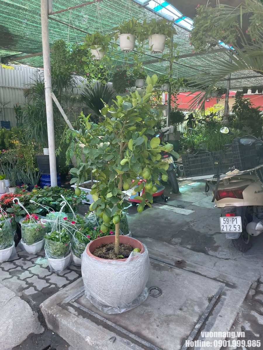 Cây Chanh Vàng Mỹ 2