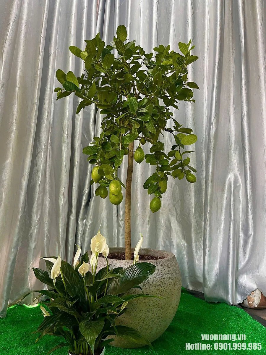 Cây Chanh Vàng Mỹ