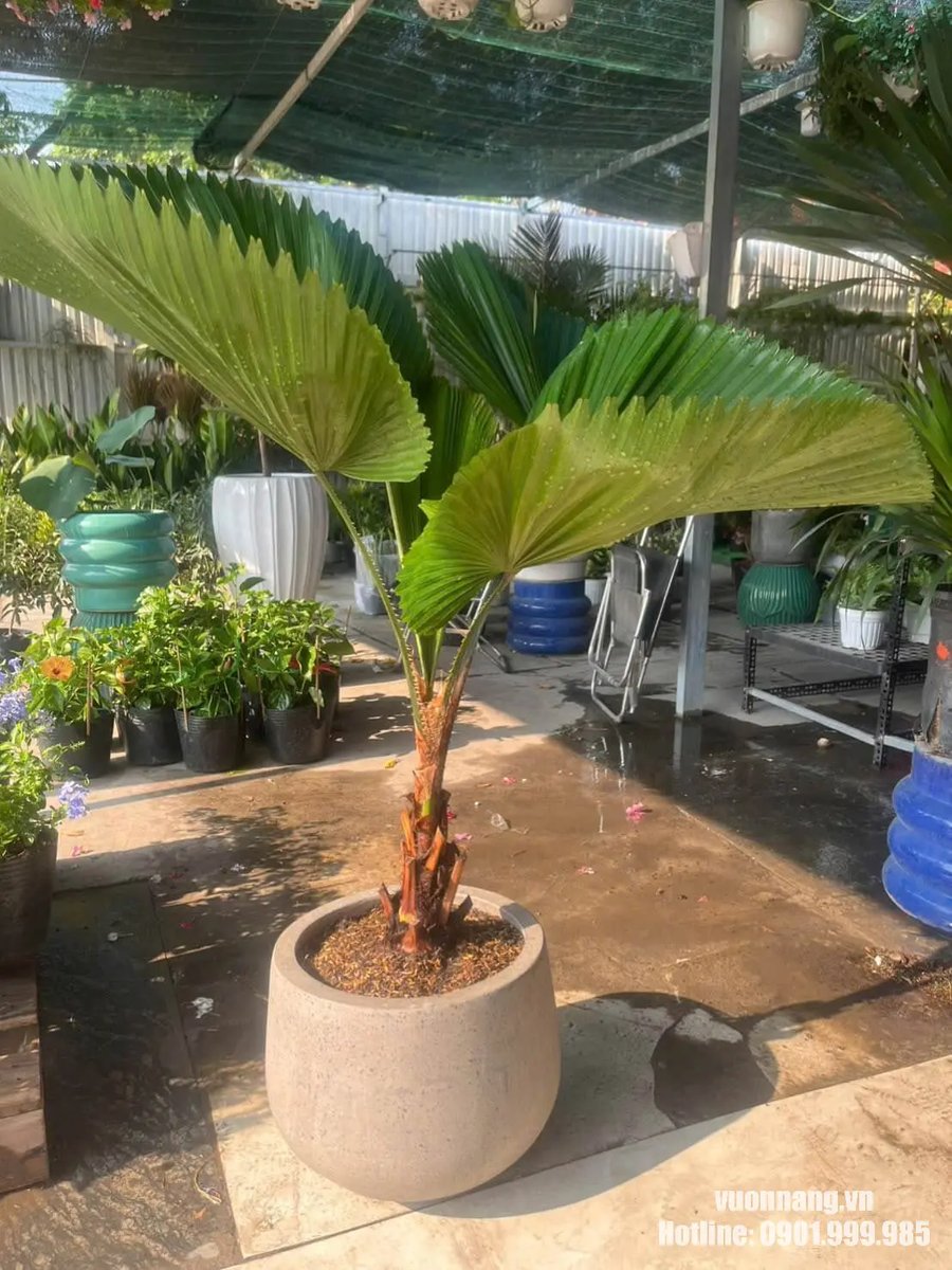 Cây Cọ Nhật (Kè Nhật)