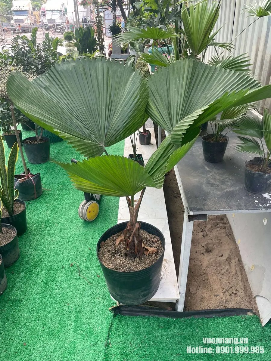 Cây Cọ Nhật (Kè Nhật) 2