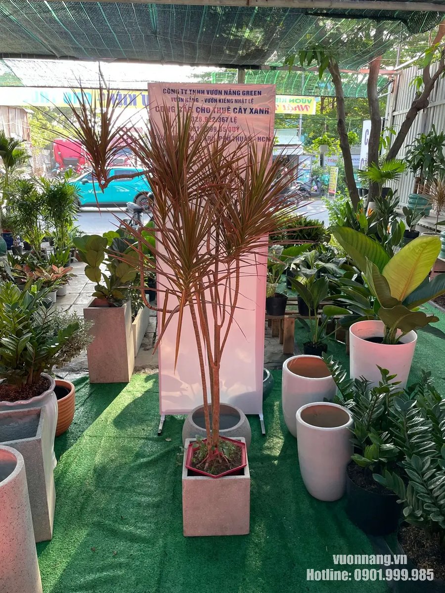 Cây Huyết Dụ Kiếm 2