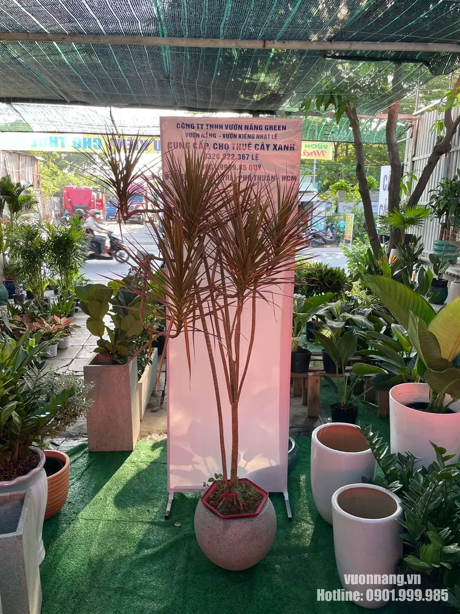 Cây Huyết Dụ Kiếm