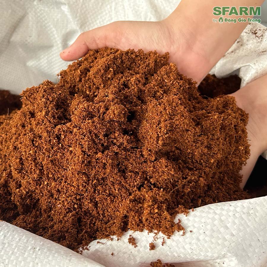 Mụn Dừa Sfarm Đã Xử Lý Chất Chát & Mầm Bệnh 2