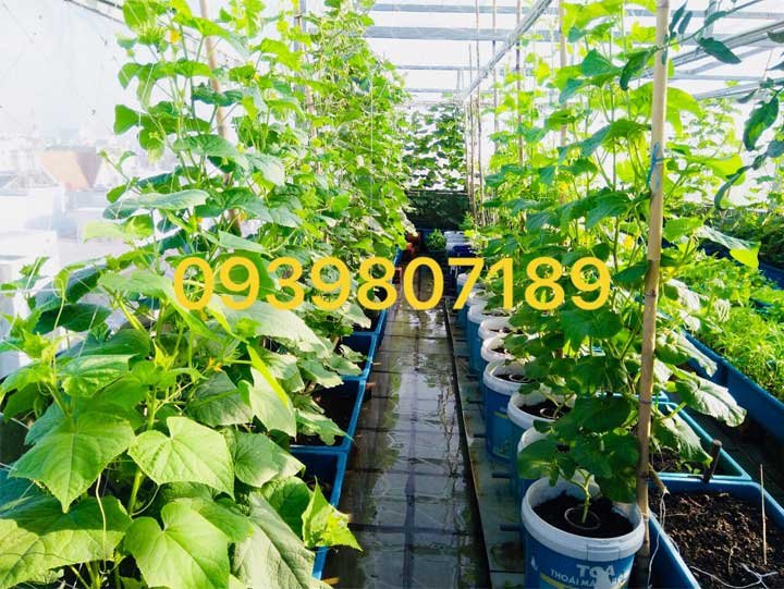 Dịch vụ lắp đặt tưới cây kiểng, tưới rau uy tín giá rẻ tại tphcm (LH 0964486569)