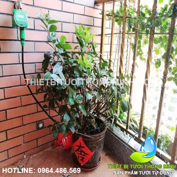 Lắp đồng hồ hẹn giờ tưới, béc tưới nhỏ giọt ban công chung cư quận 5