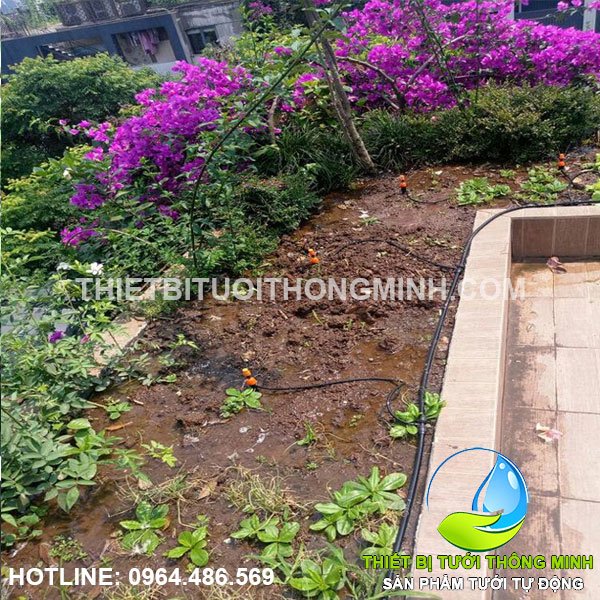 Tưới nhỏ giọt, phun sương cây cảnh bồn hoa trước sân nhà
