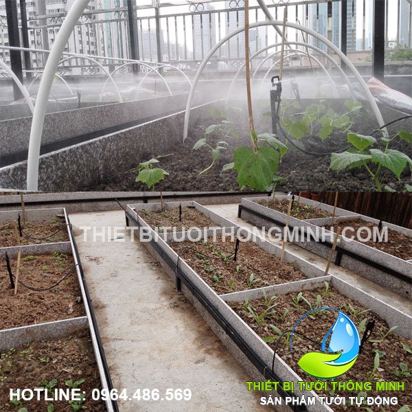 Lắp đặt tưới phun mưa trồng rau trong khay bê tông sân thượng