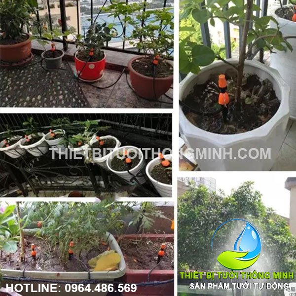 Lắp đặt bộ tưới nhỏ giọt (phun sương) chậu cây sân thượng cô phương