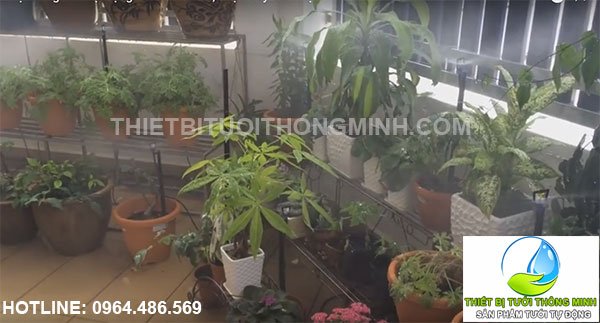Lắp đặt tưới cây cảnh phun mưa A.Hào KCN Vĩnh Lộc, Bình Chánh
