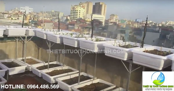 Thi công lắp hệ thống tưới phun mưa Chú An quận 4