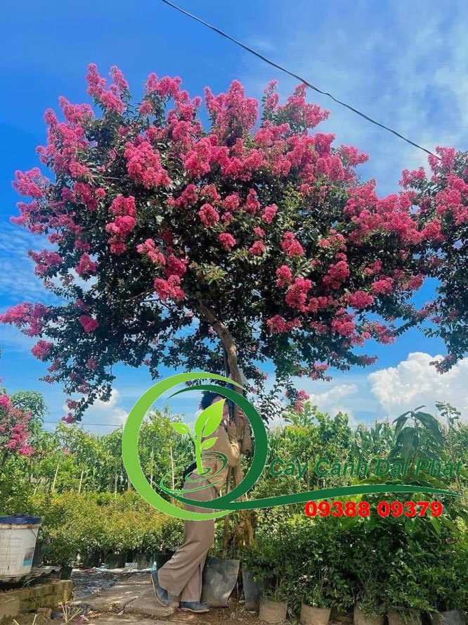 Mua bán cây Tường Vi tại HCM | Giá tốt, giao hàng tận nơi